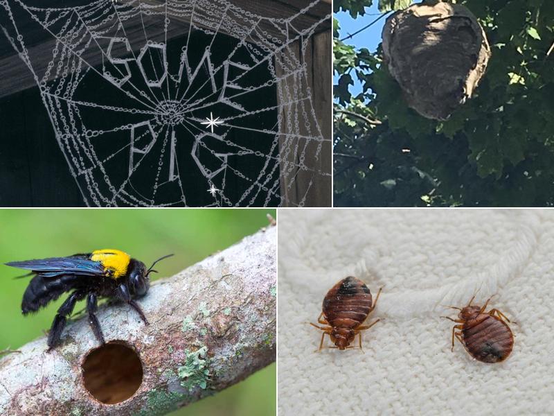 Fillmore Termite Pest Control Inc.