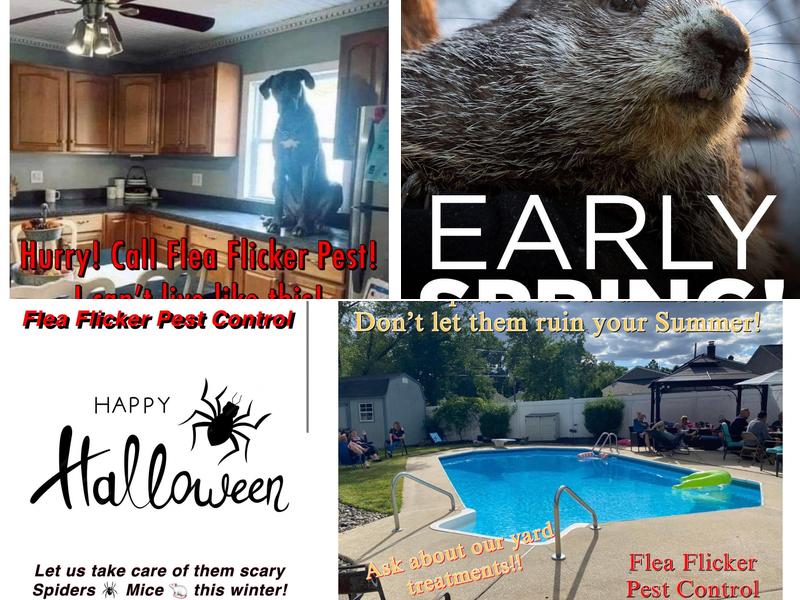 Flea Flicker Pest Control