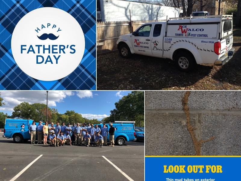 Ace Walco Termite & Pest Control