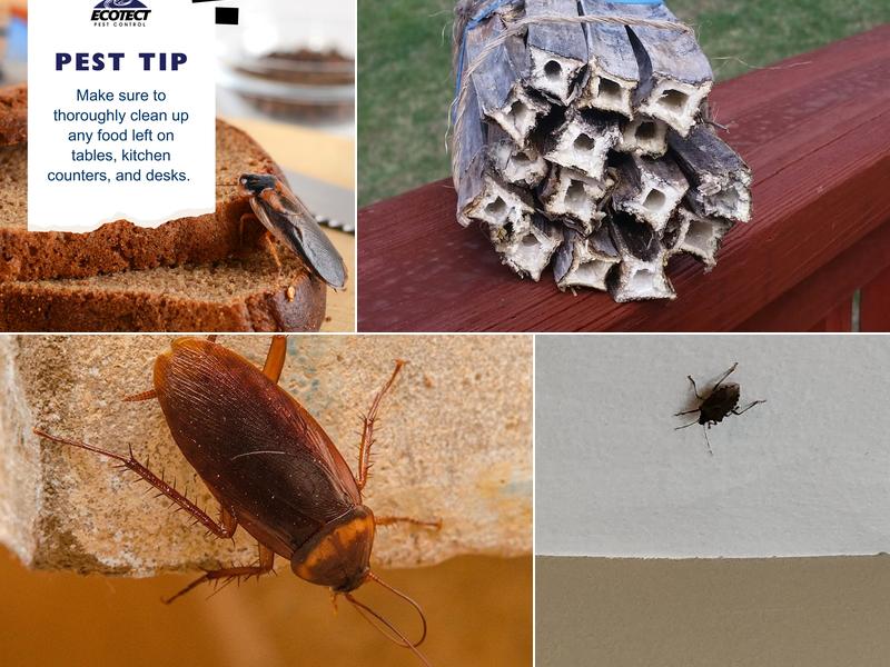 Ecotect Pest Control