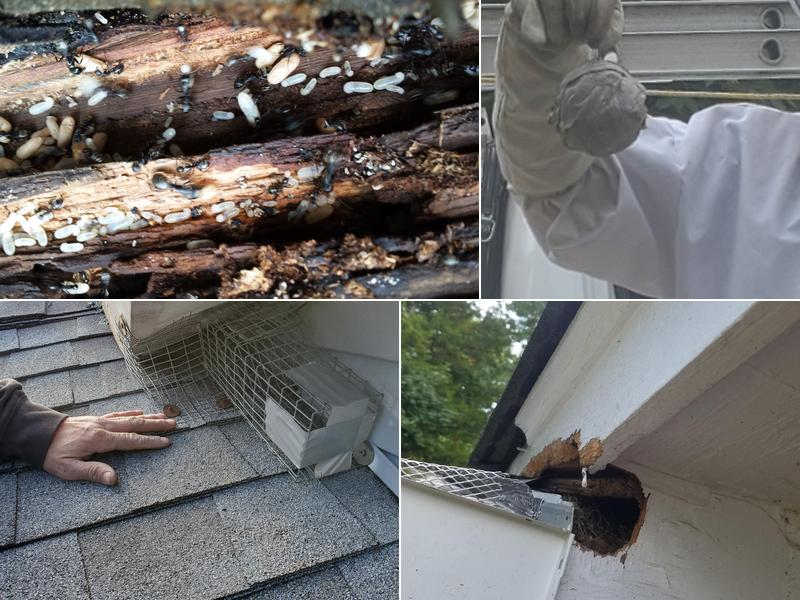 Advantage Termite and Pest Control