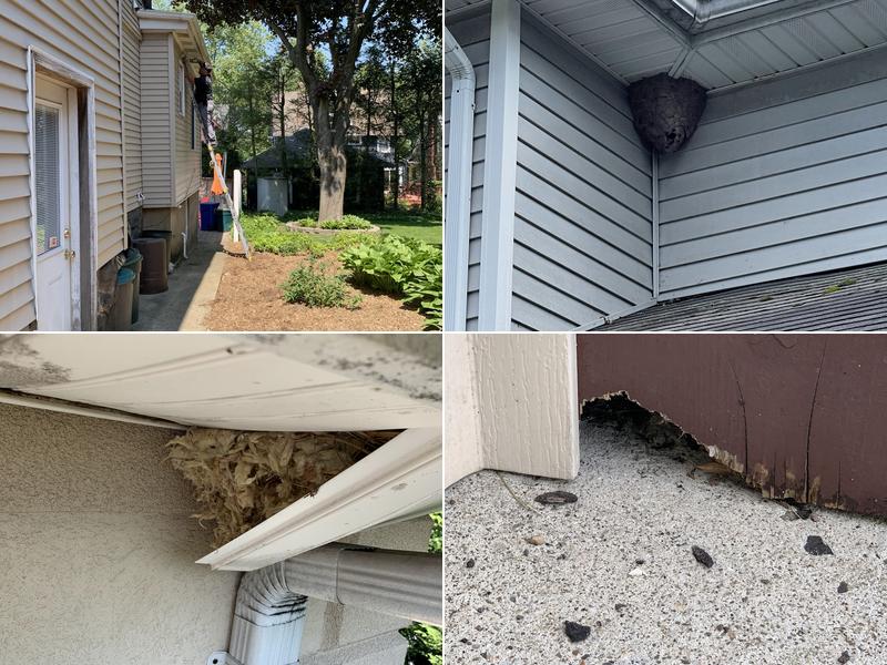 Reliable pest and animal control