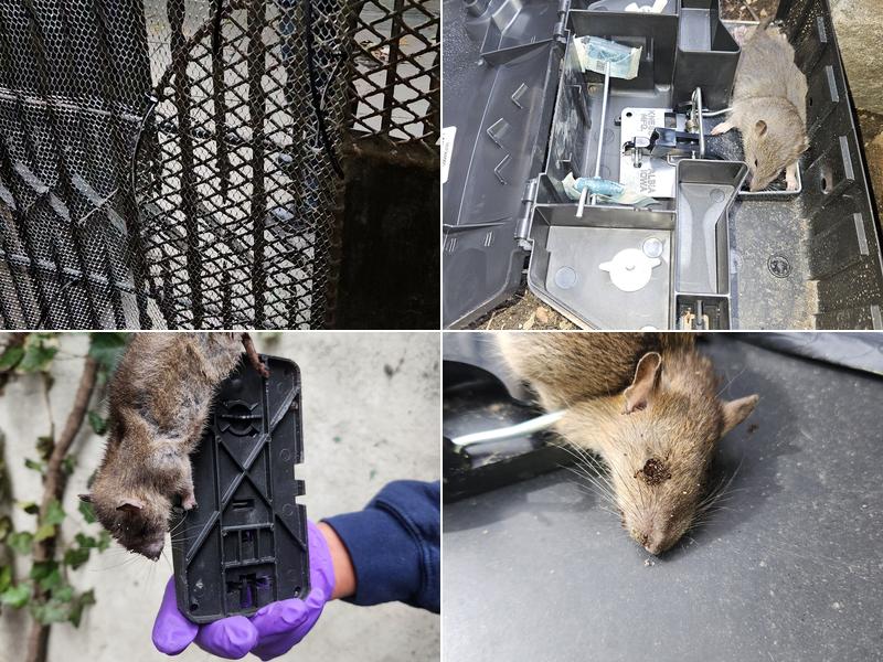 VJ Mice-Roaches-Rats-Bedbugs and Ants