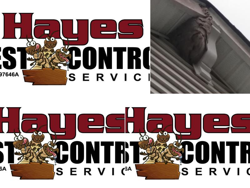 Hayes Pest Control Services