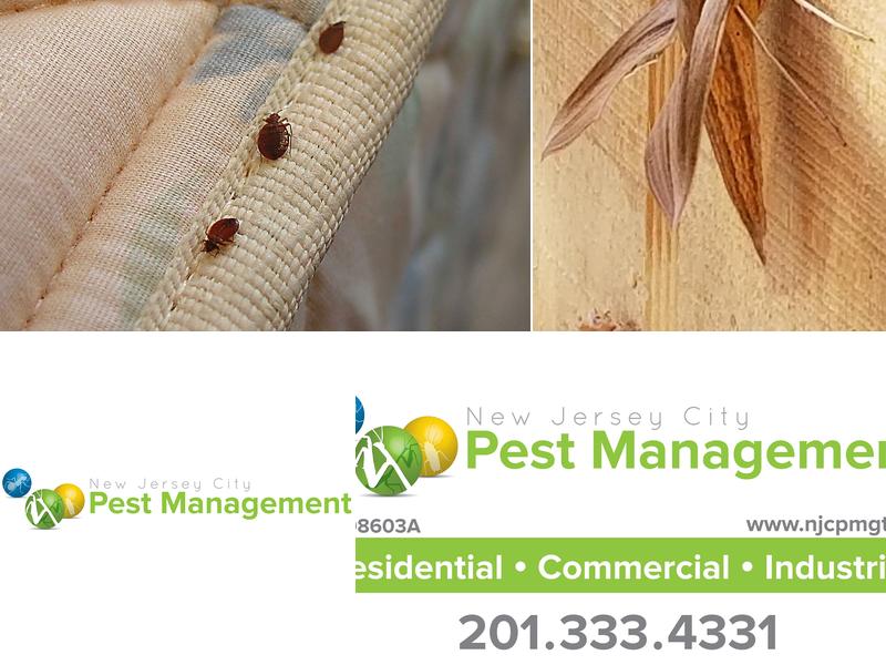 New Jersey City Pest Management