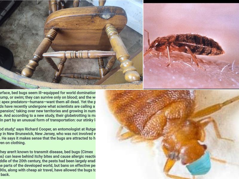 All Out Bed Bug Exterminators NYC