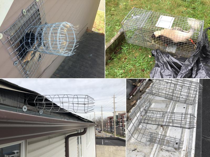 Aardvark Animal & Pest Control