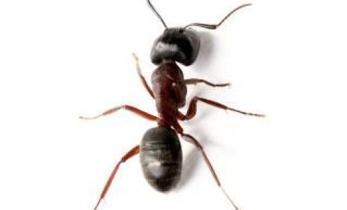 Bob Reed Pest Control, Inc. 1206 W Hobbs St, Roswell New Mexico 88203