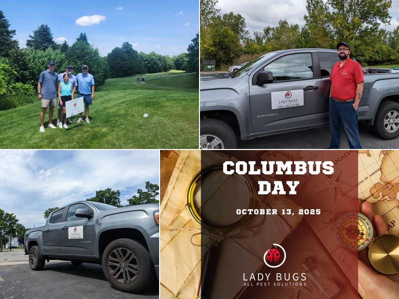 Lady Bugs All Pest Solutions