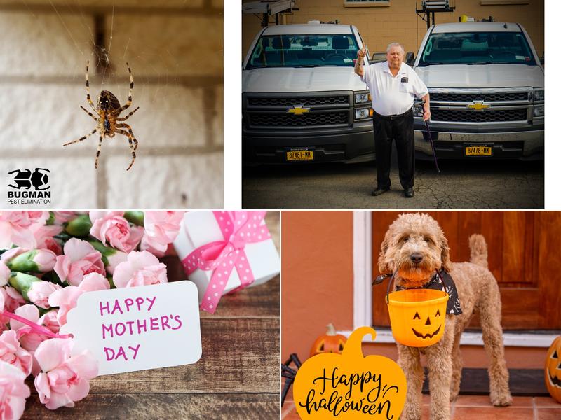 BUGMAN Pest Elimination