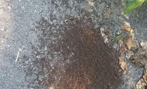 AAA Thrifty Exterminating