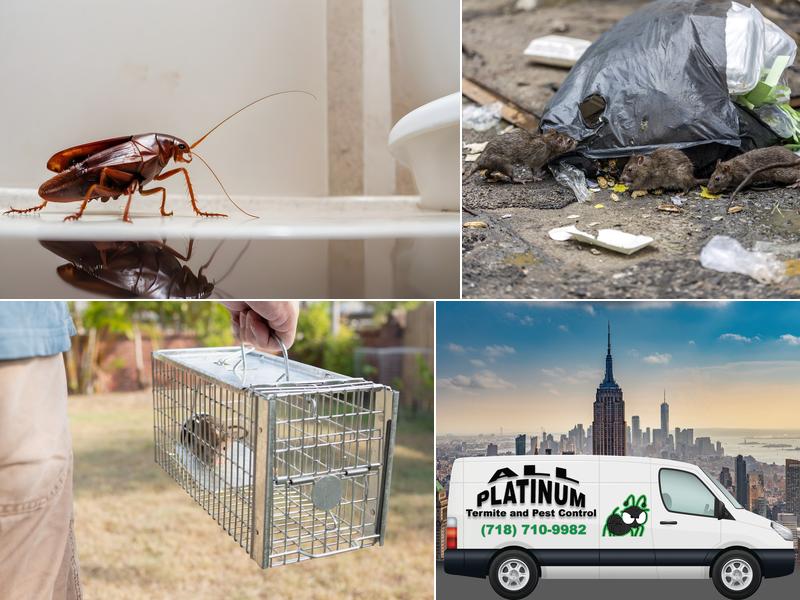 All Platinum Termite & Pest Control