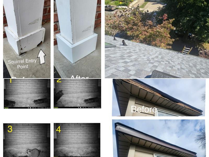 WNY Wildlife & Exclusion