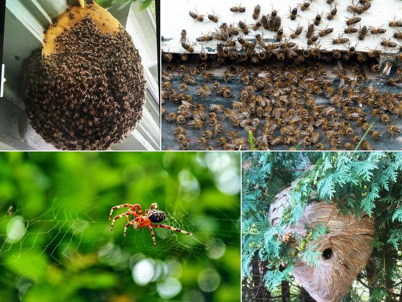 Bugs Bee Gone Pest Control