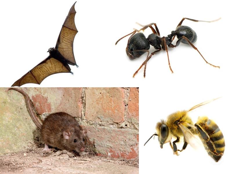 Amherst Exterminators