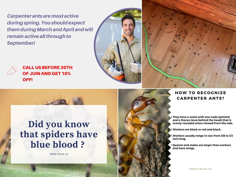 Extermination West-Island