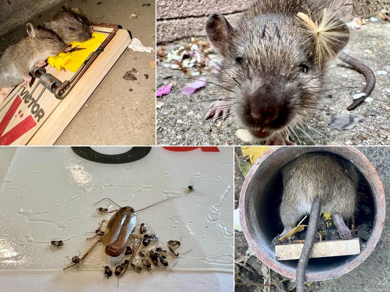 OnGuard Pest Control Inc.