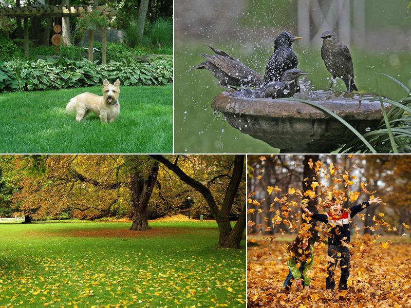 Green Island Tree & Lawn Care