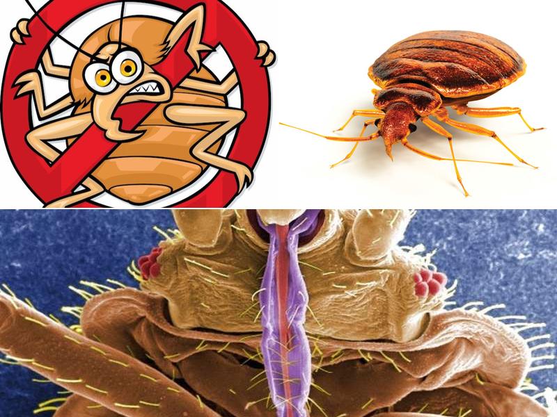 NYC Bedbug Inspections