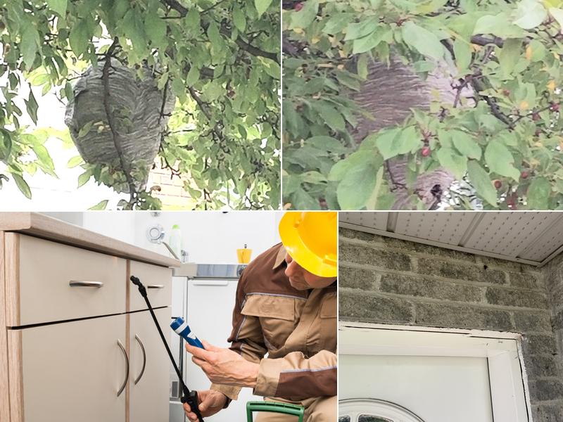 Groupe AZ Extermination