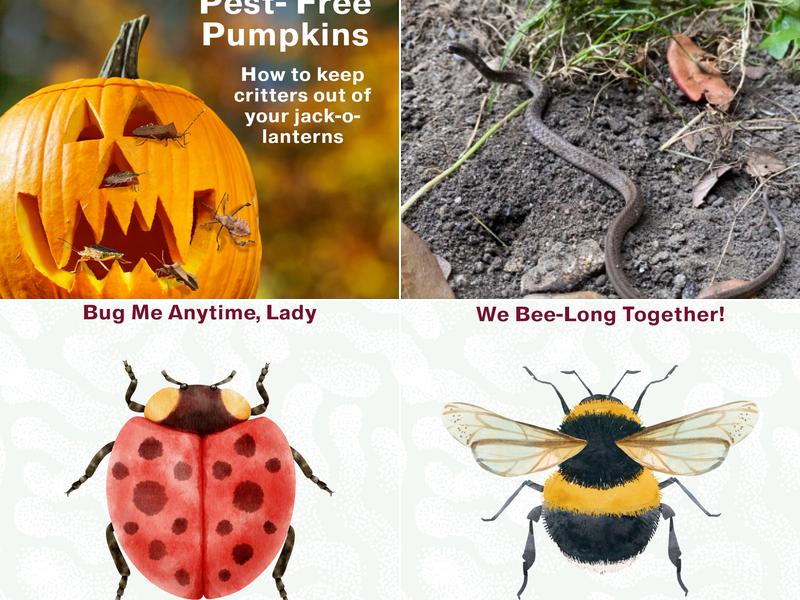 Bulwark Exterminating in Morrisville