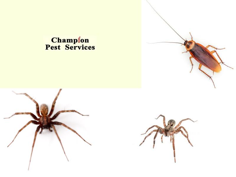 Champion Pest Services
