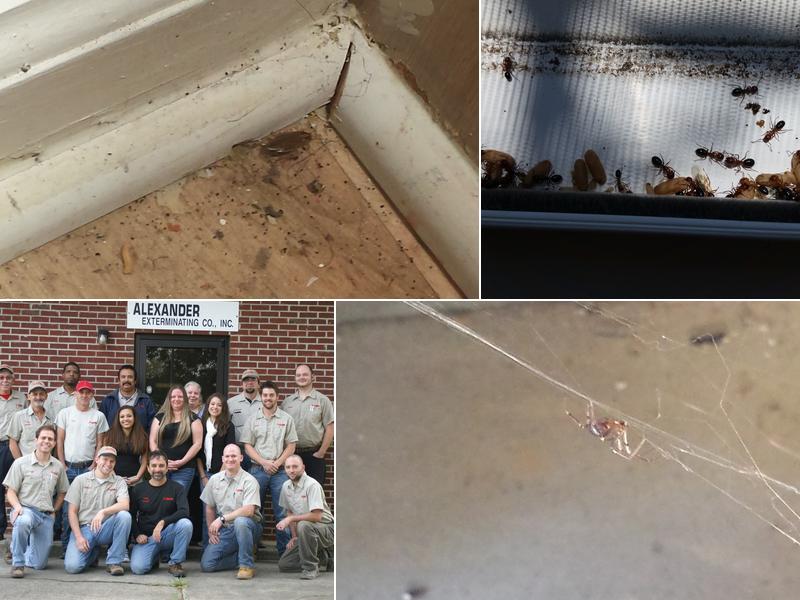 Alexander Exterminating Company Inc.