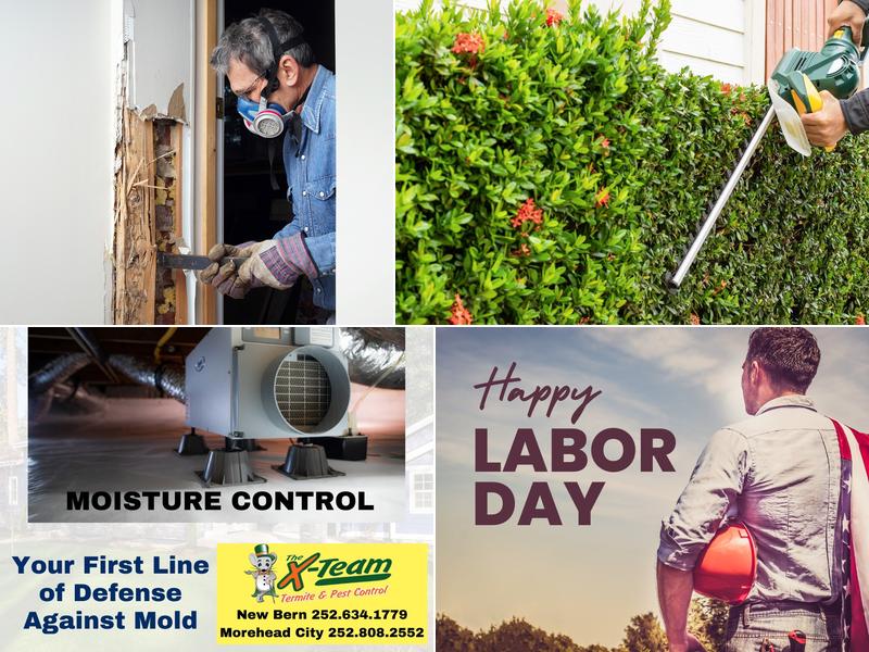 X-Team Termite & Pest Control