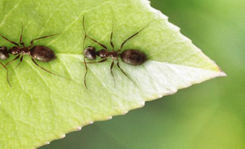 Allied Pest Control Inc. 1335 Bridge Barrier Rd, Carolina Beach North Carolina 28428