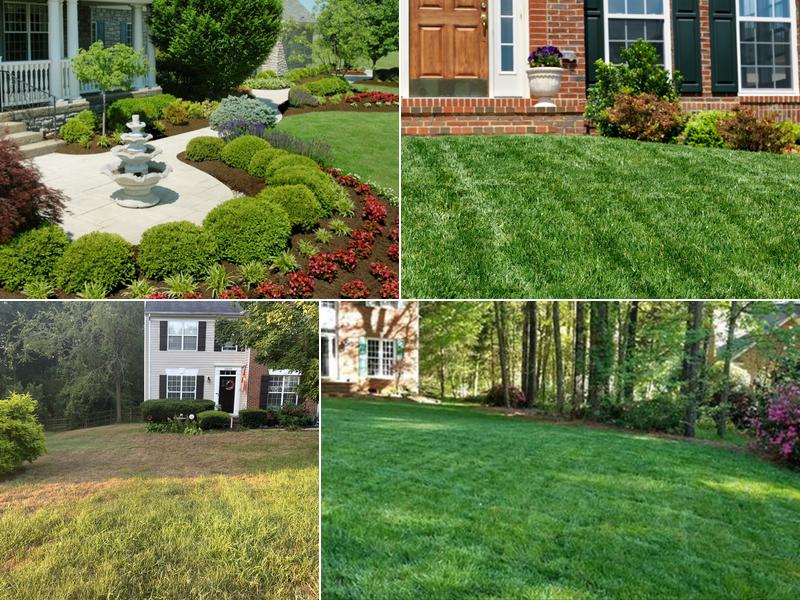 Top Turf Lawn Care and Pest Management