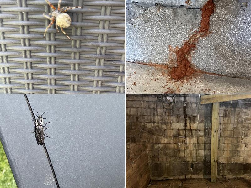 A+ Termite & Pest Control