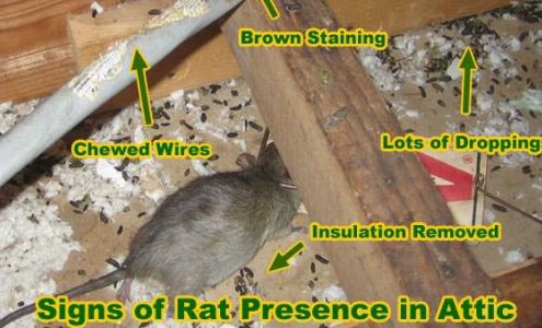 BACK BAY PEST & MOSQUITO 2585 Horse Pasture Rd #204, Virginia Beach Virginia 23453