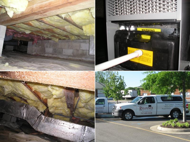 Reliance Pest & Termite Inc.