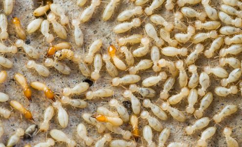 Mitchell Pest Services 4604 Pembroke Lake Cir #104, Virginia Beach Virginia 23455