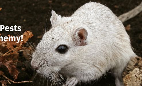 Mosquito Elite Pest Control 1025 Executive Boulevard Unit 102, Chesapeake Virginia 23320