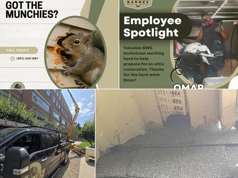 Barnes Wildlife Control