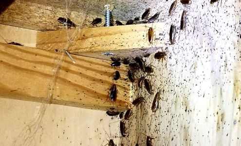 Lakewood Exterminating