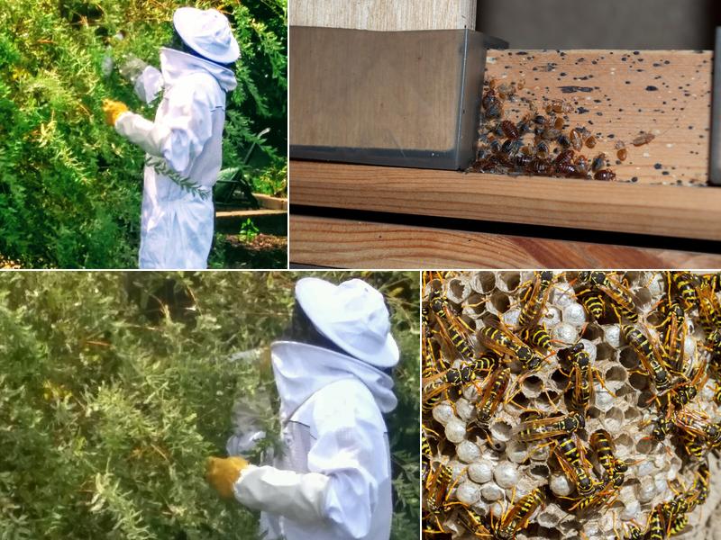 Black Dog Pest Solutions