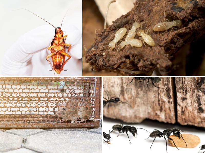 Stewart Termite & Pest Control