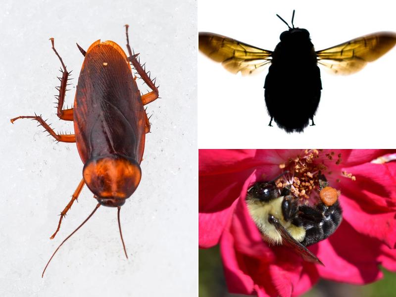 EMC Pest Control and Cleaning Services