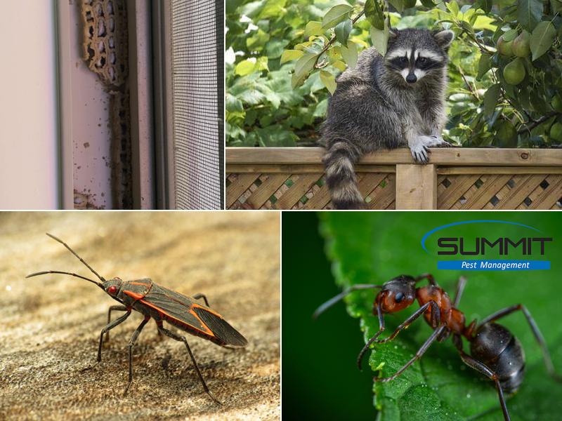 Summit Pest Management