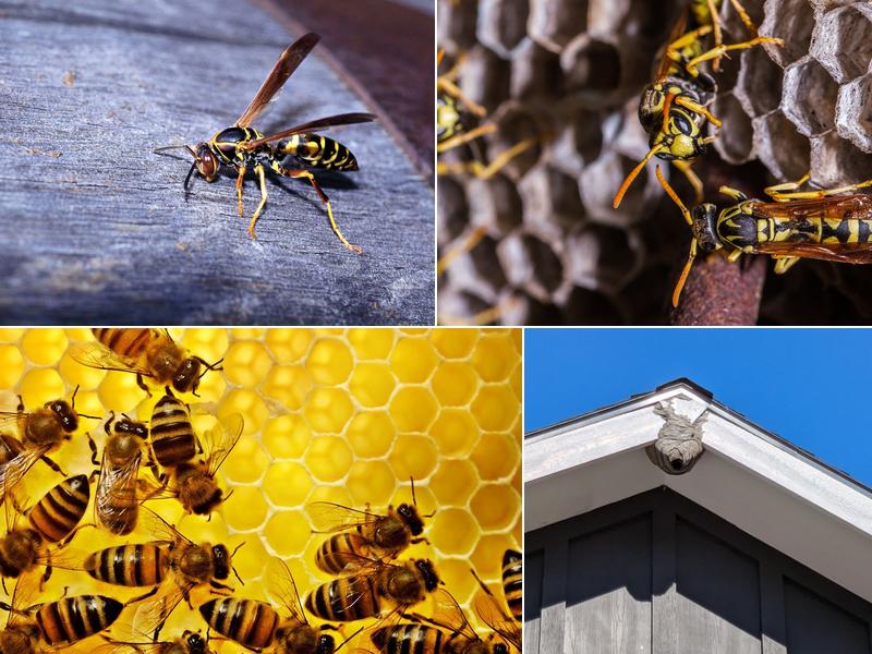 Bee Control Northwest, Inc.