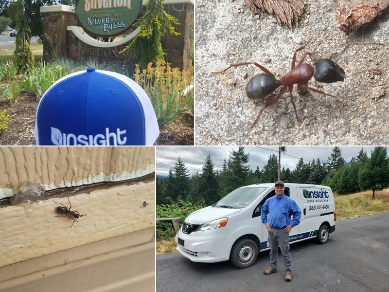 Insight Pest Control- Salem