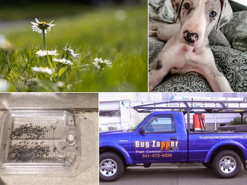 Bug Zapper Pest Control