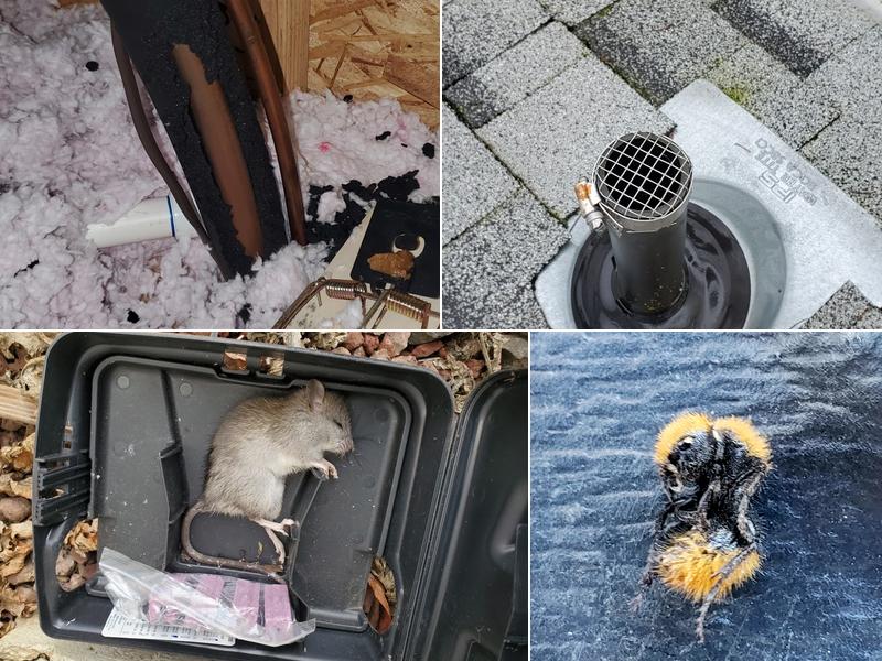 Bug Zapper Pest Control