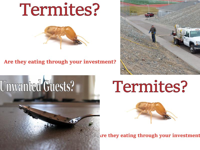 All Safe Pest Control