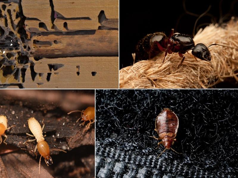 The Killers Pest Control