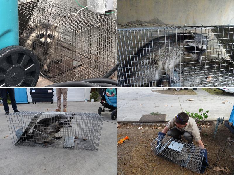 Vancouver Animal Exterminator