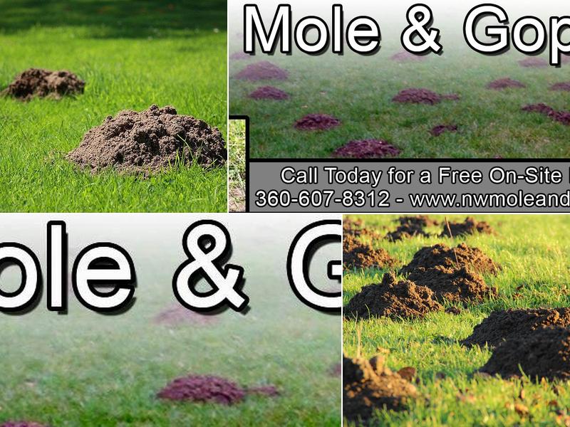 NW Mole and Gopher