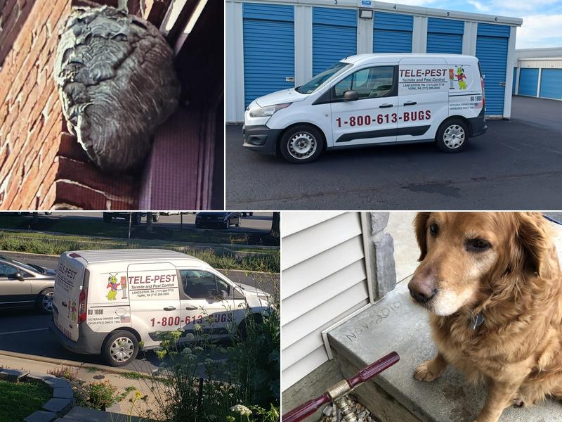 Tele Pest Inc